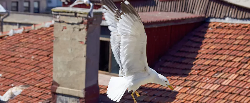 Residential Chimney Animal Removal Solution in Queensgate, OH